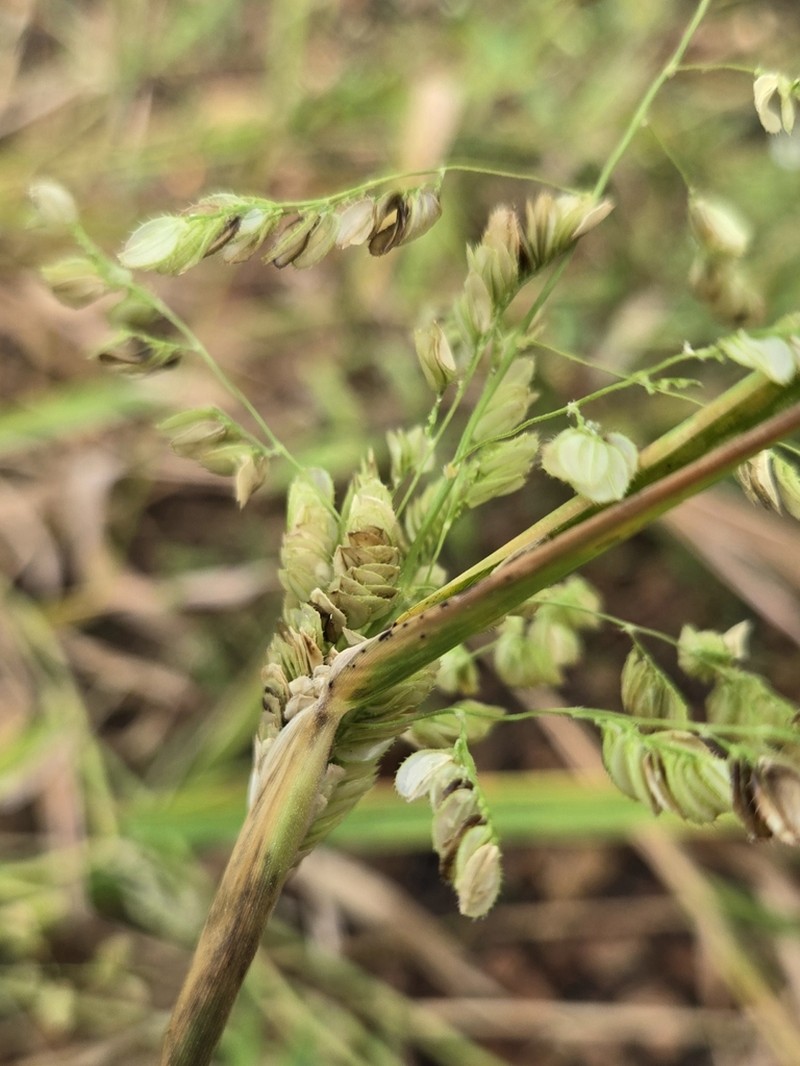 Catchfly Grass photo 4
