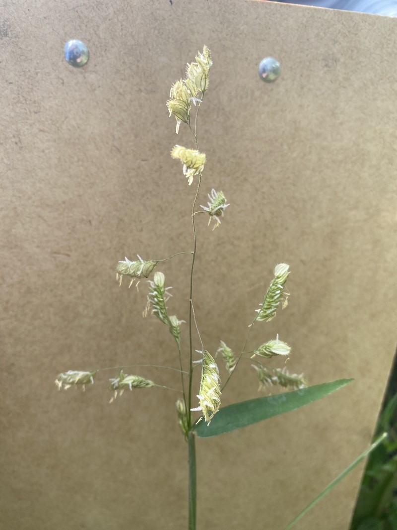 Catchfly Grass photo 5