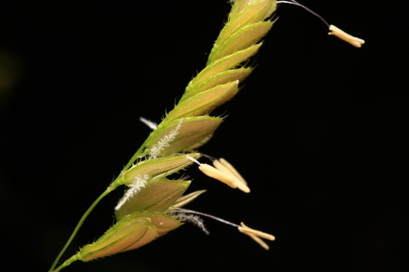 Catchfly Grass photo 6