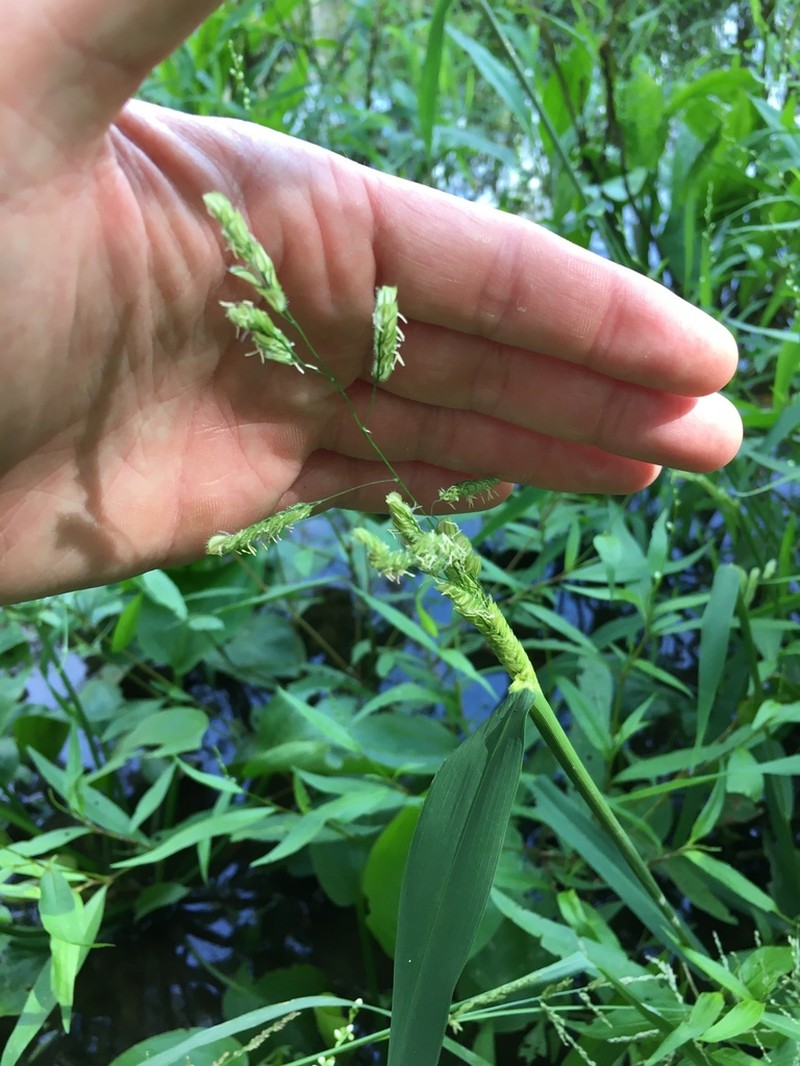 Catchfly Grass photo 7