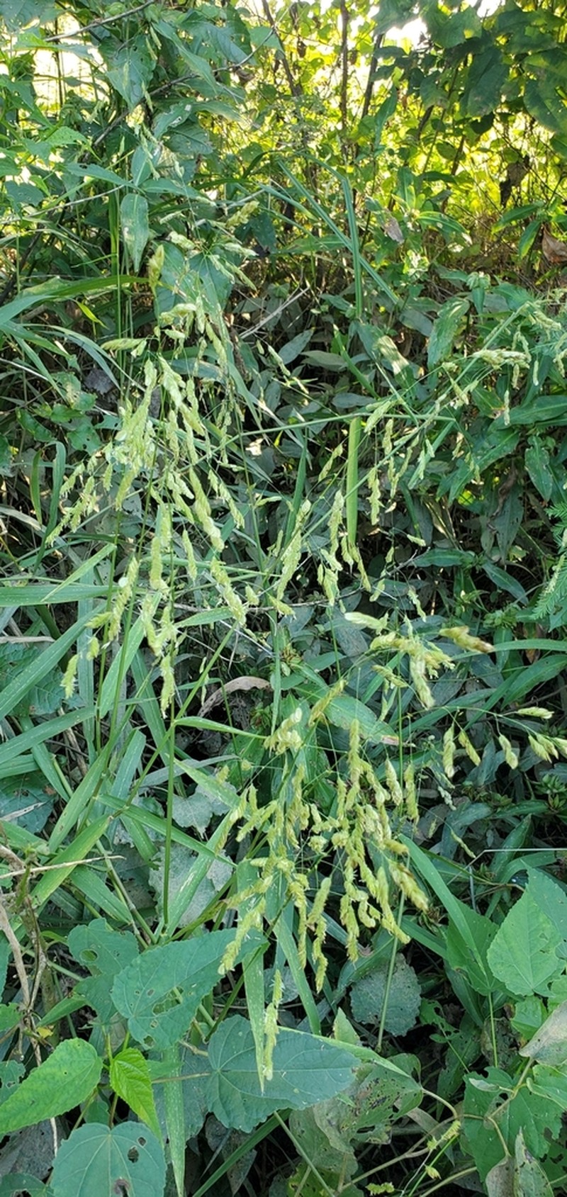 Catchfly Grass photo 8
