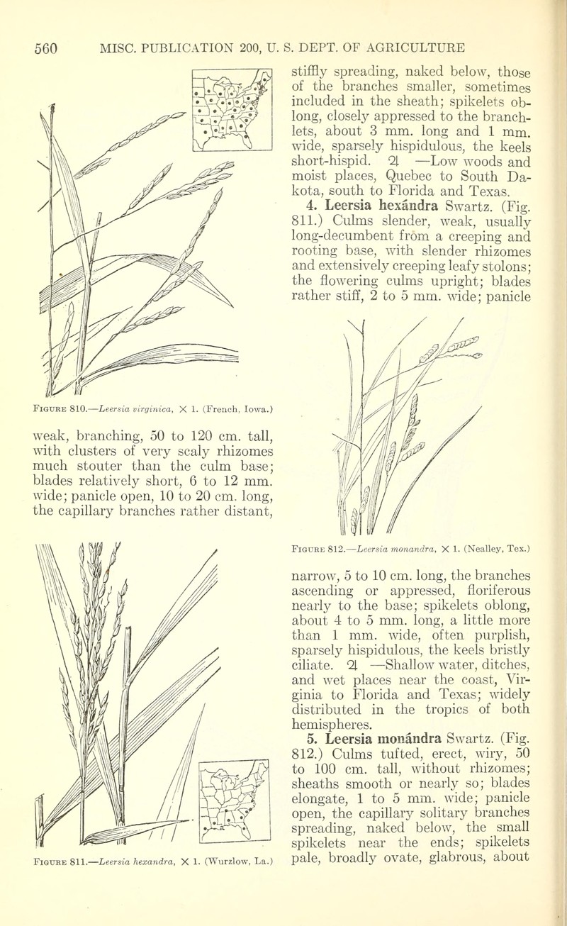 Bunch Cutgrass