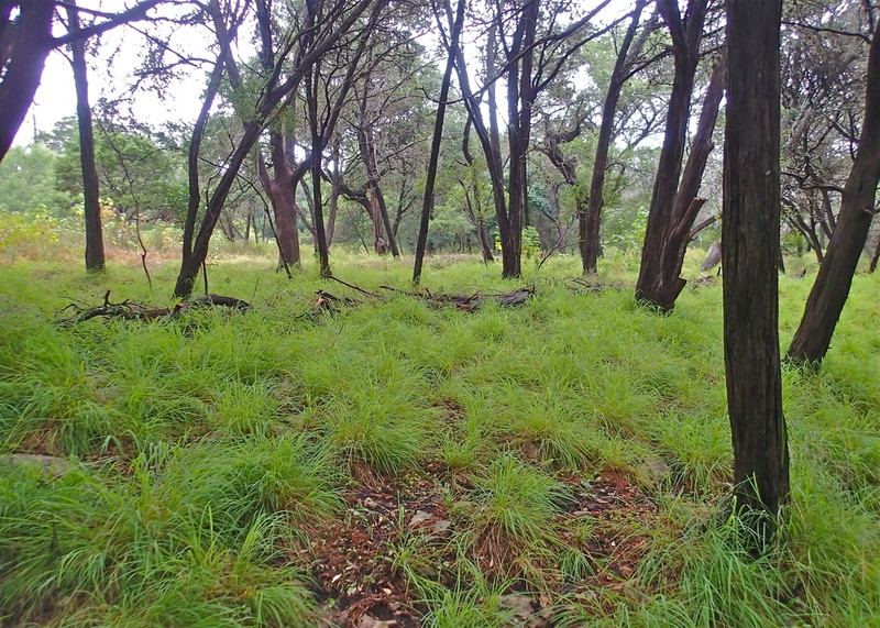 Bunch Cutgrass