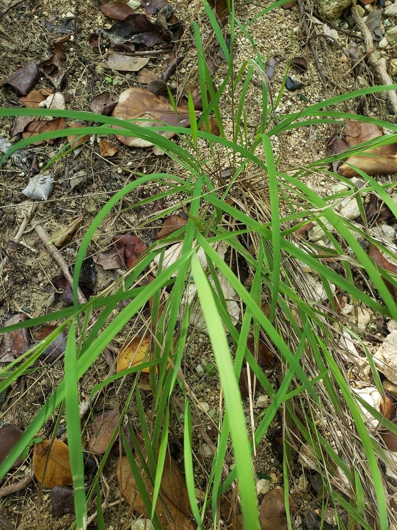 Bunch Cutgrass photo 2