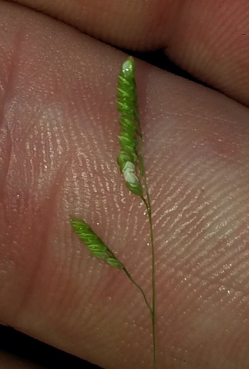 Bunch Cutgrass photo 3