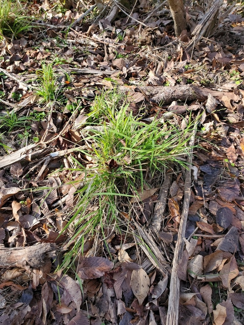 Bunch Cutgrass photo 4