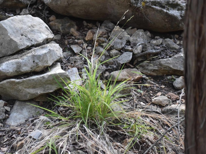 Bunch Cutgrass photo 5