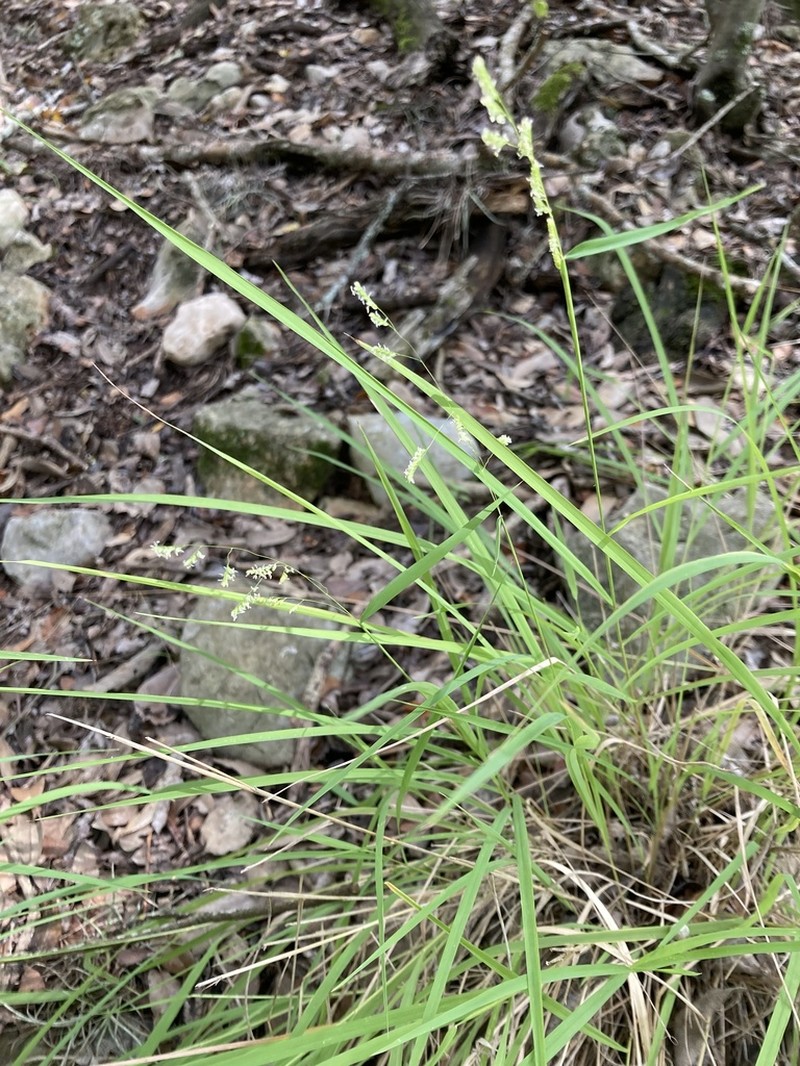 Bunch Cutgrass photo 6