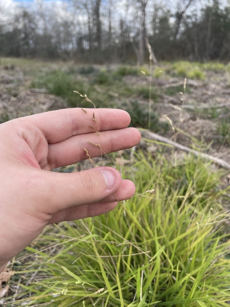 Bunch Cutgrass photo 7