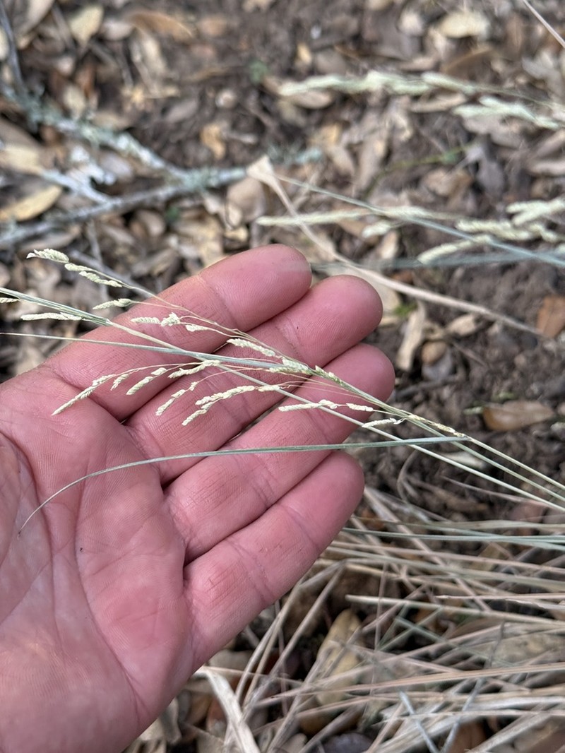 Bunch Cutgrass photo 8