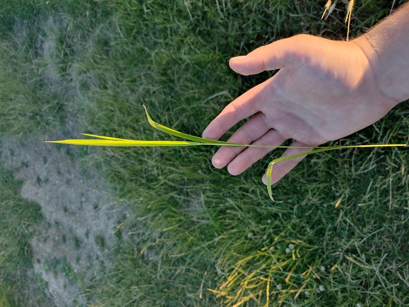 Rice Cutgrass photo 2