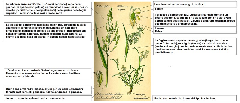 Rice Cutgrass photo 3