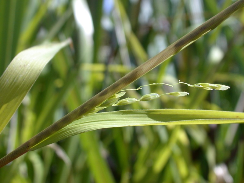 Rice Cutgrass photo 4