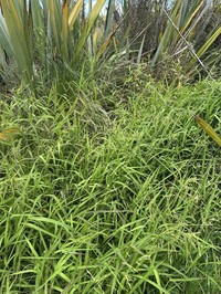 Rice Cutgrass