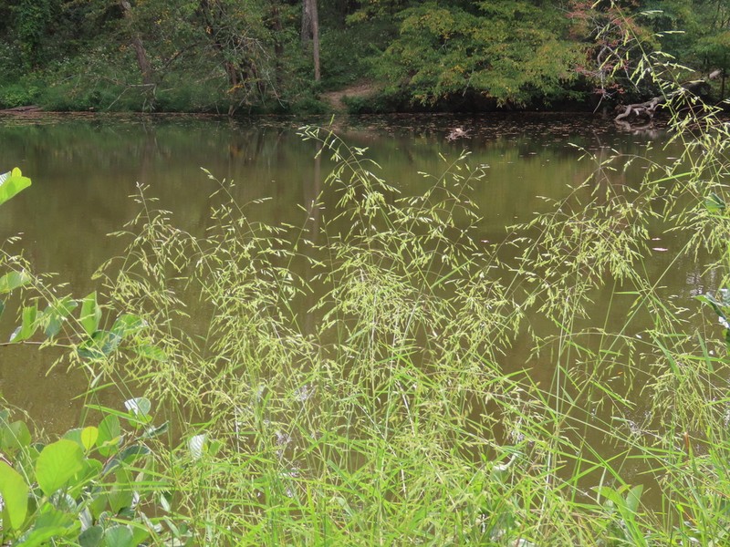 Rice Cutgrass photo 2