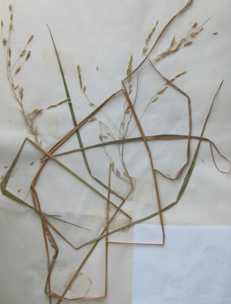 Rice Cutgrass photo 3