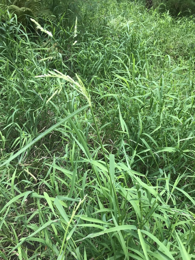 Rice Cutgrass photo 4