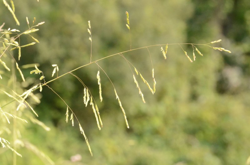 Rice Cutgrass photo 5