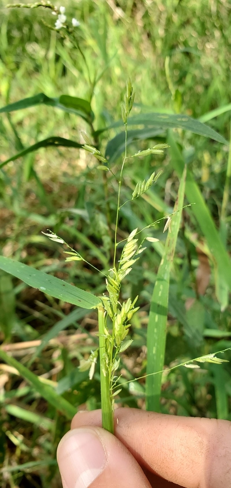 Rice Cutgrass photo 6