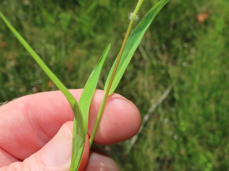 Rice Cutgrass photo 7