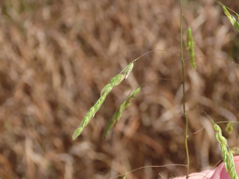 Rice Cutgrass photo 8