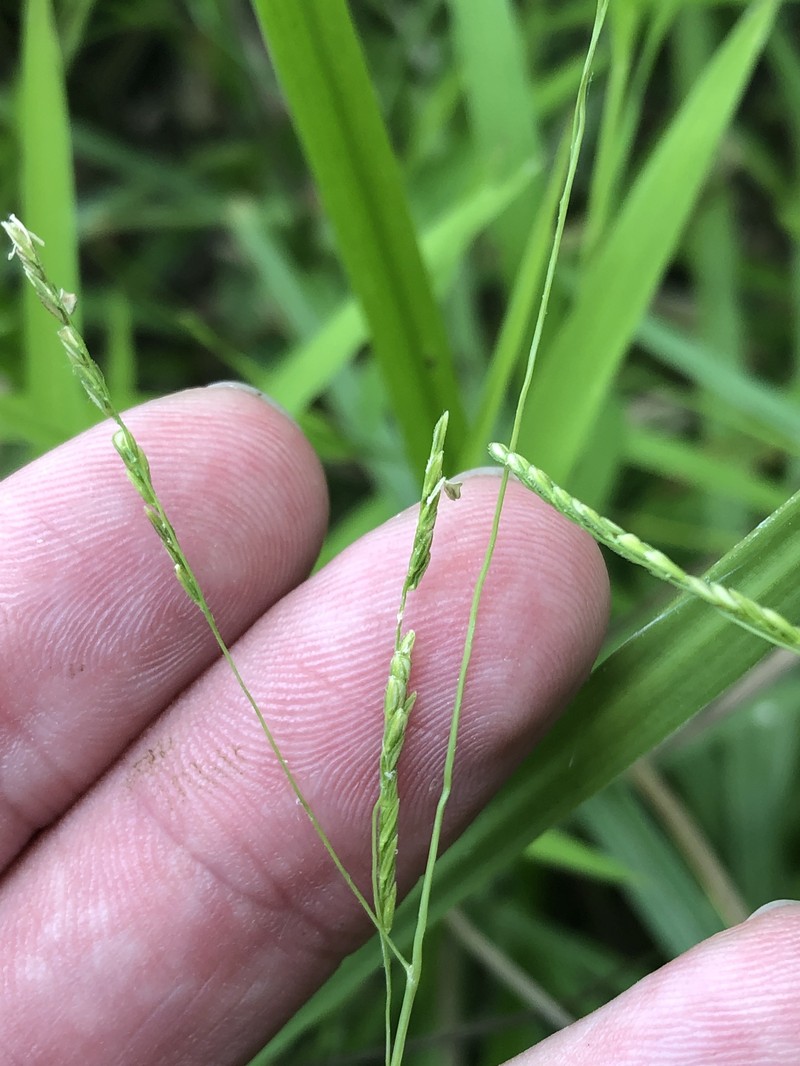Whitegrass photo 4