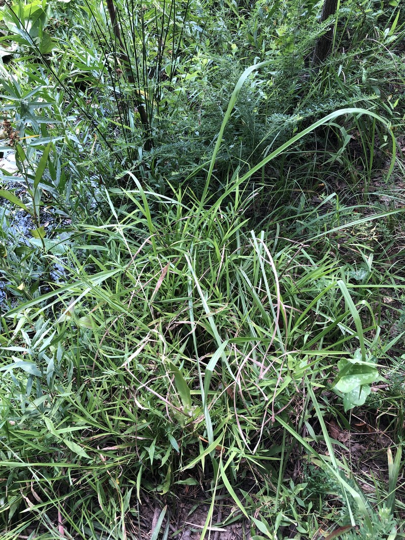 Whitegrass photo 2