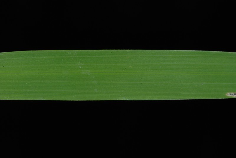 Whitegrass photo 3