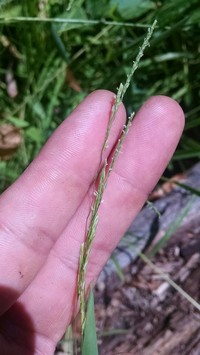 Whitegrass