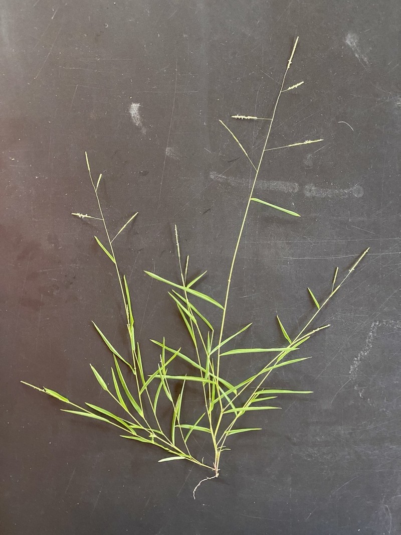 Whitegrass photo 2