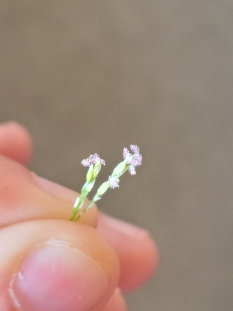 Whitegrass photo 5