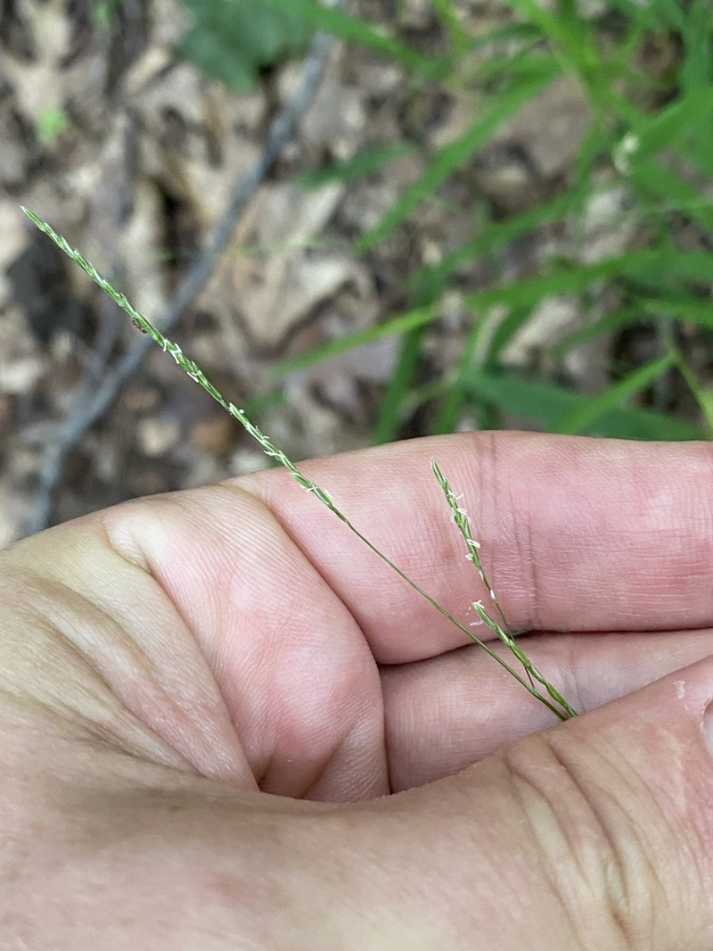 Whitegrass photo 6