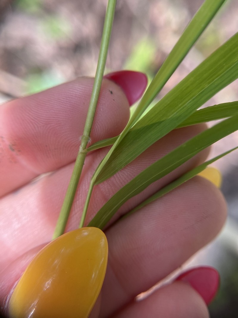 Whitegrass photo 8