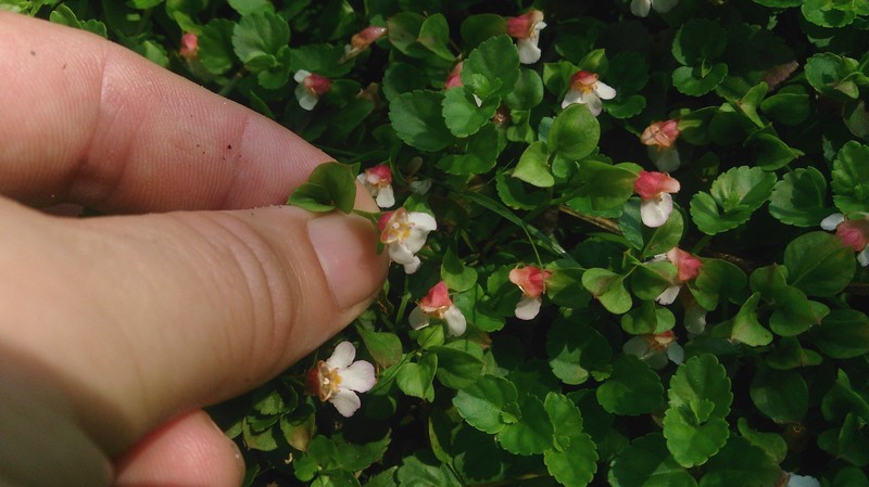 Malayan Eyebright photo 4