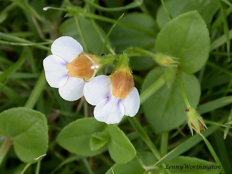 Malayan Eyebright photo 2