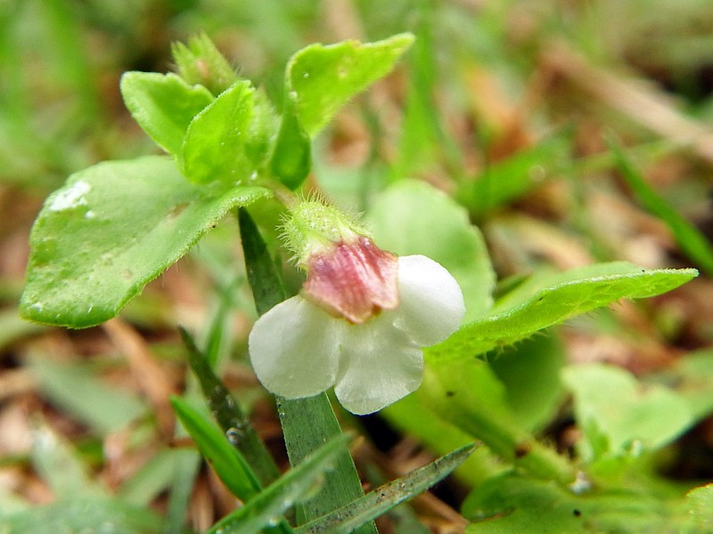 Malayan Eyebright photo 3