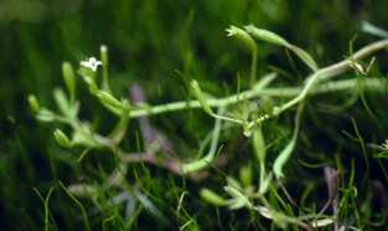 False Venus' Looking Glass