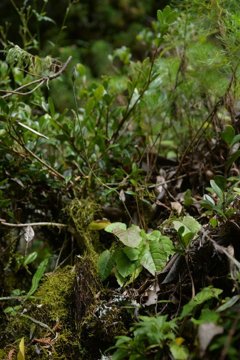Leibnitzia anandria