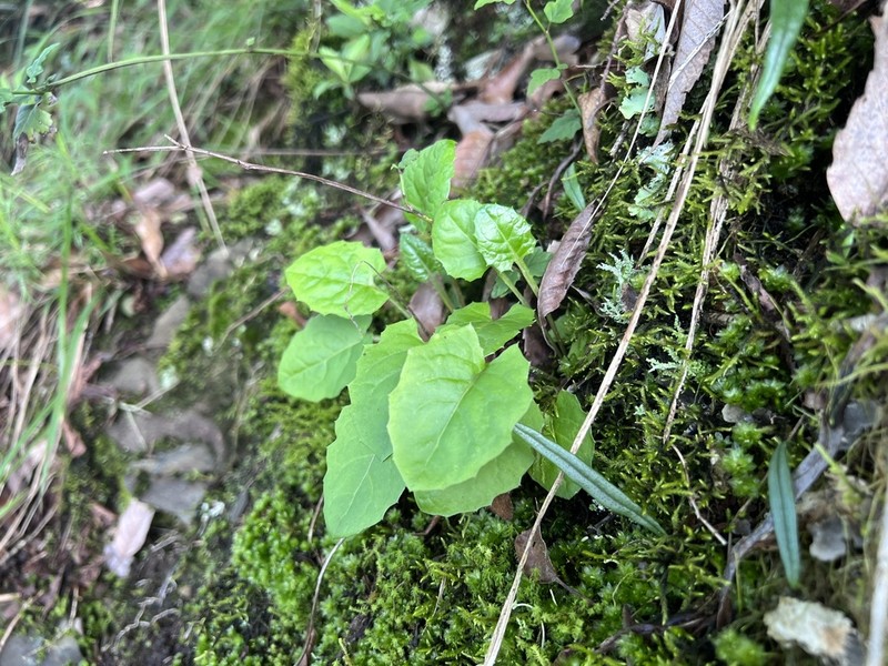 Leibnitzia anandria photo 2