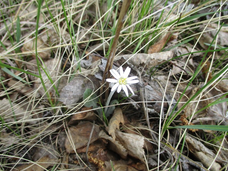 Leibnitzia anandria photo 3