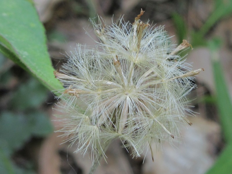 Leibnitzia anandria photo 4