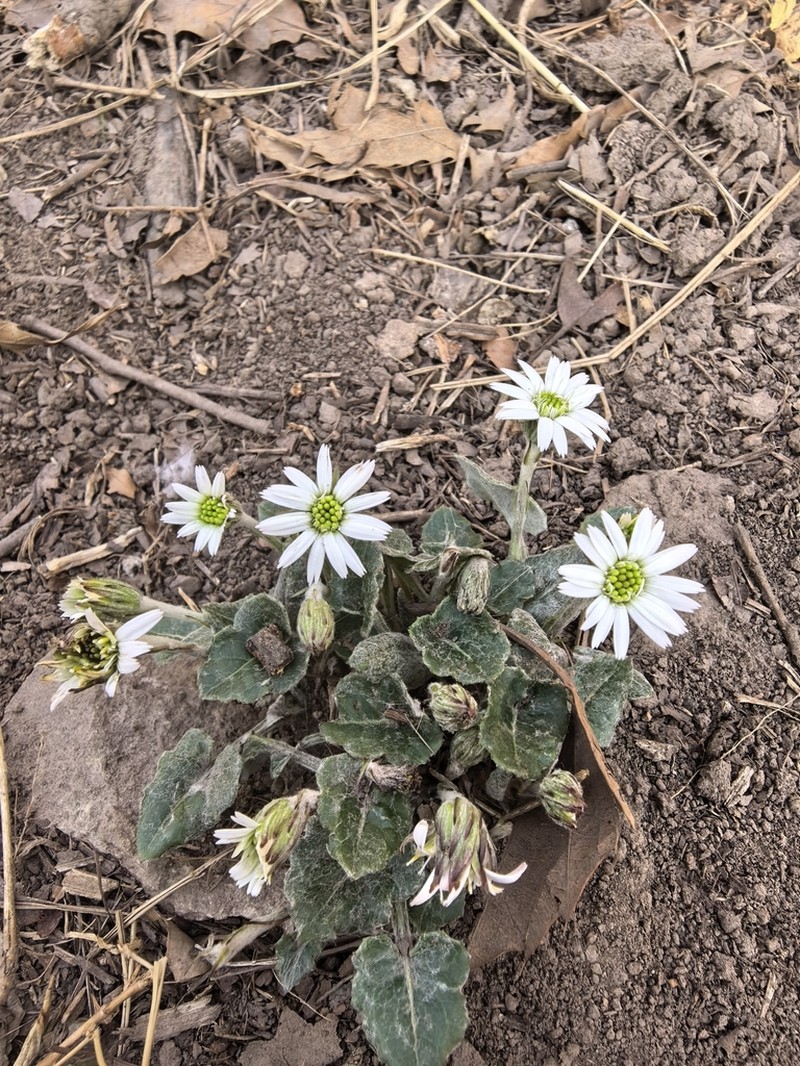 Leibnitzia anandria photo 5