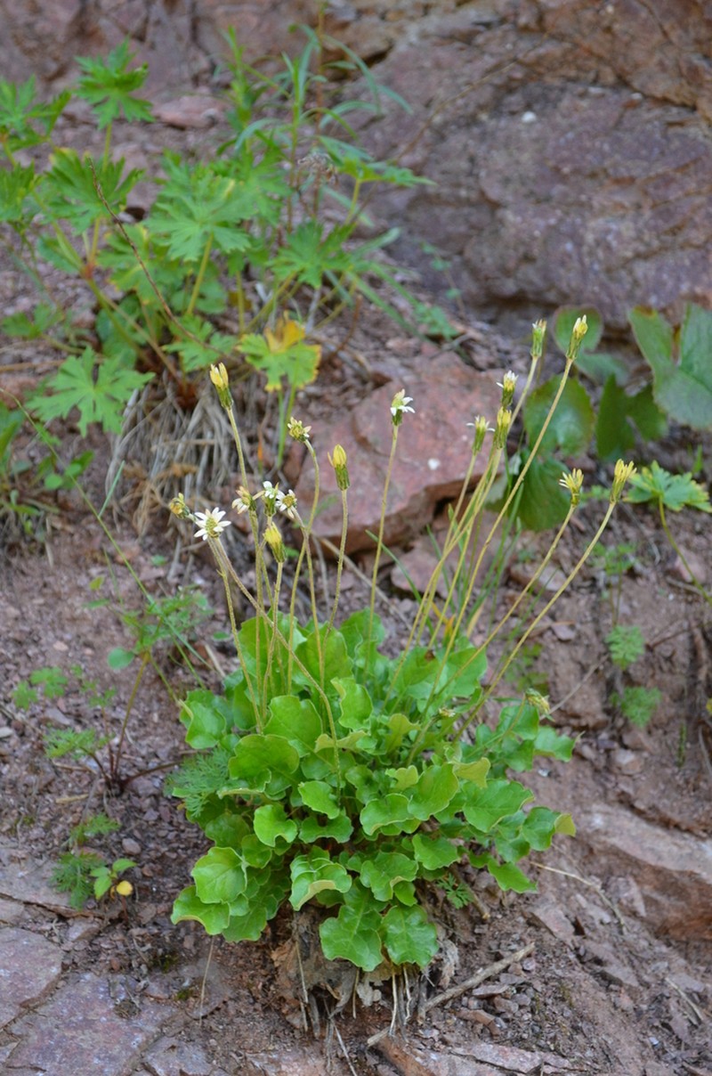 Leibnitzia knorringiana