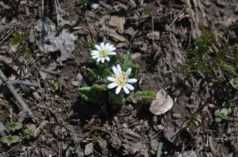 Leibnitzia knorringiana photo 2