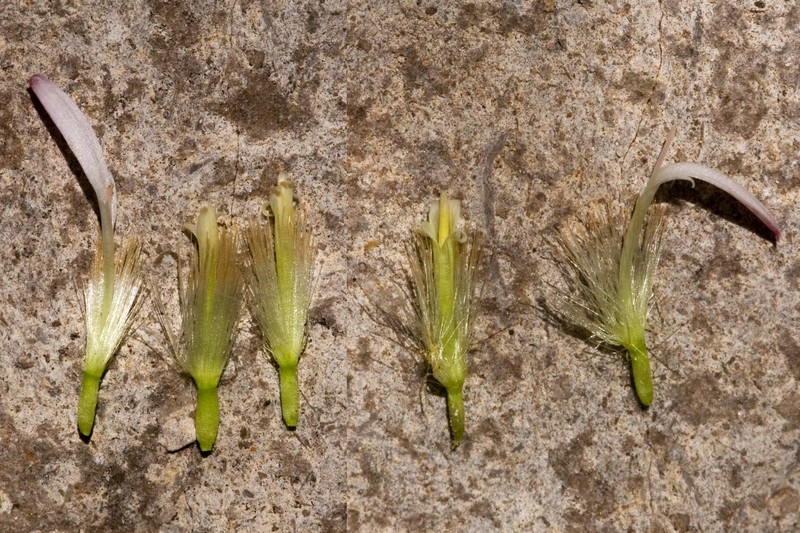 Seeman's Sunbonnets photo 2