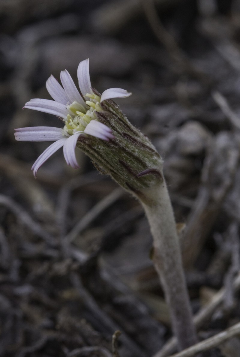 Seeman's Sunbonnets photo 6