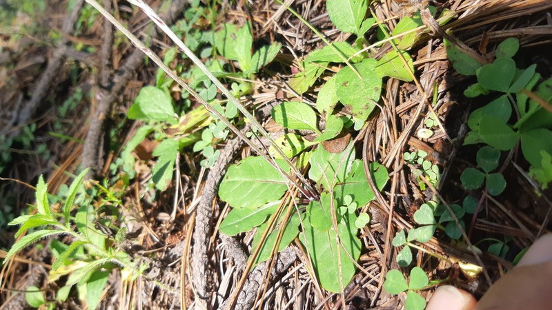 Seeman's Sunbonnets photo 8