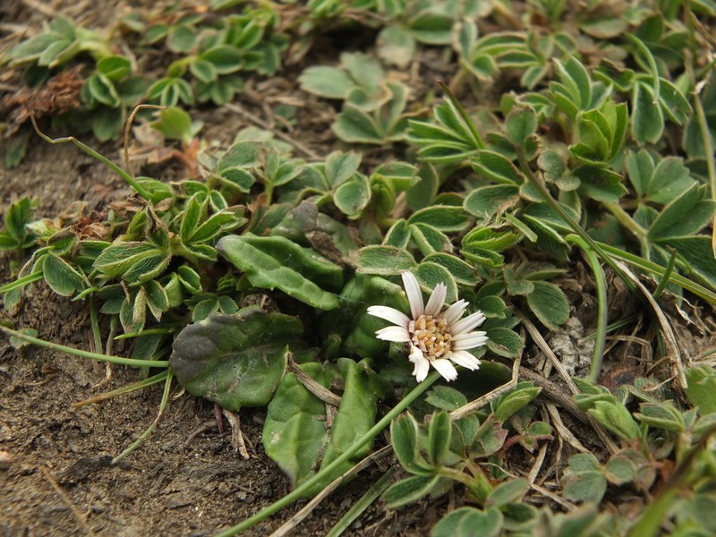 Leibnitzia nepalensis