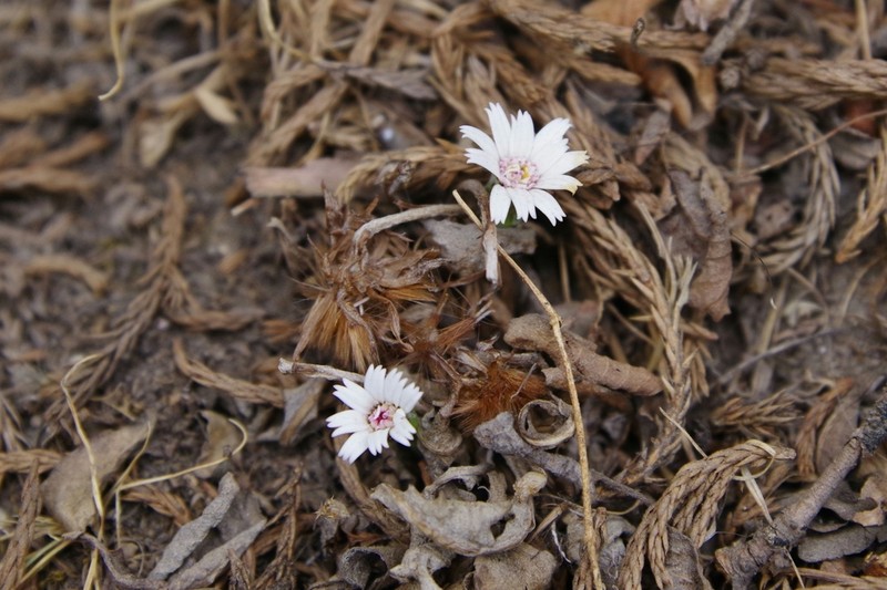 Leibnitzia nepalensis photo 2