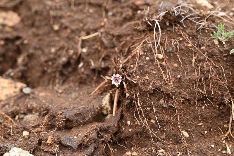 Leibnitzia nepalensis photo 3